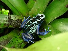 Dyeing poison dart frog (Dendrobates tinctorius) Farberfrosch Dendrobates tinctorius.jpg