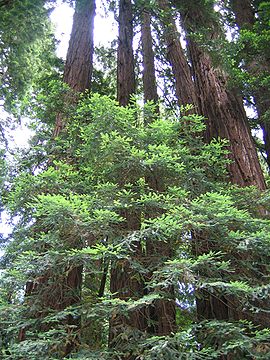 Family ring of redwoods.jpg