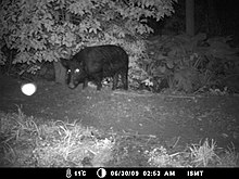 A feral pig in a back yard in Brisbane, Australia, 2009 Feral pig in Brisbane yard (5573631324).jpg