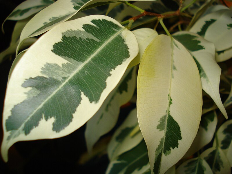 File:Ficus.Benjamina.Chimera.jpg