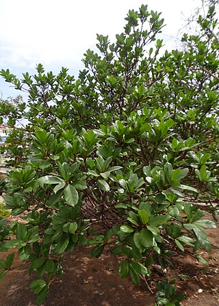 <i>Ficus cyathistipula</i> Tropical African fig tree