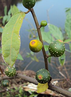 <i>Ficus heterophylla</i> Species of Asian fig