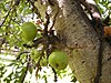 Ficus racemosa fructescence.jpg