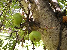 Ficus racemosa fructescence.jpg