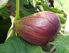 Pyriform syconium ("fruit") of domestic fig Fig.jpg