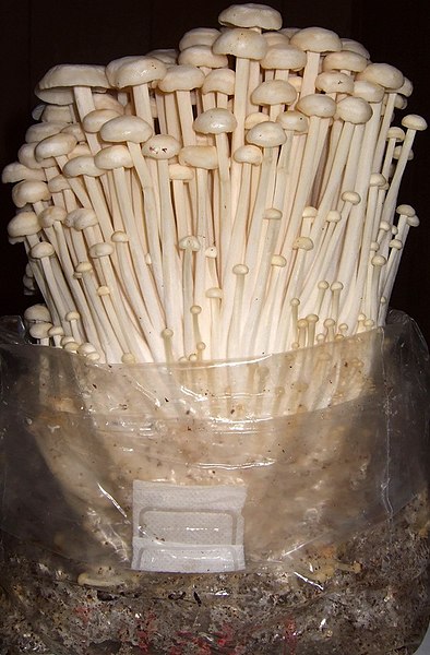 File:Flammulina velutipes (Enokitake, winter mushroom).jpg