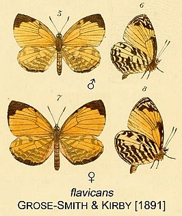 Liptena flavicans