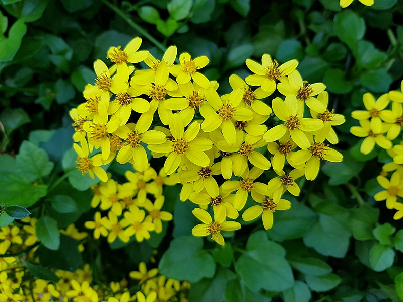 File:Flors de Senecio angulatus al final del carrer de les Alcolaies.jpg