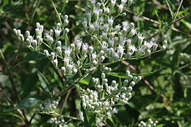 Unknown boneset