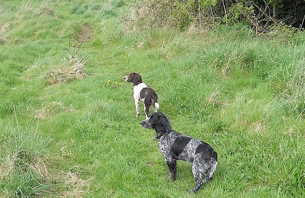 An English Springer Spaniel (Liver and White) and English Cocker Spaniel (Blue Roan)