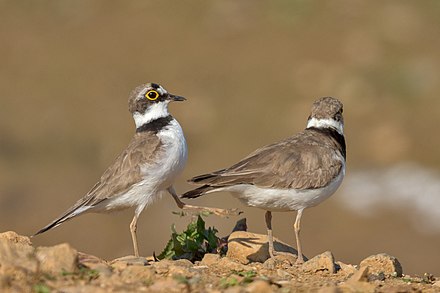 Malebird番剧图片