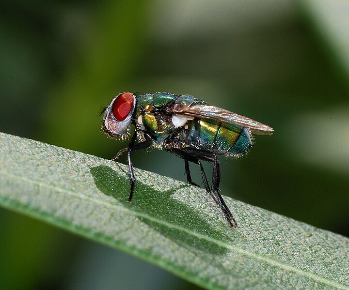 File:Fly September 2007-7.jpg