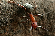 F. integroides worker Formica integroides worker ant.jpg