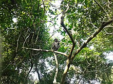 Formosan rock macaques at Shoushan National Nature Park Formosan rock macaque in Chaishan, Kaohsiung.jpg