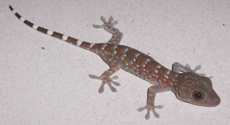 File:G gecko 060517 6167 trij.jpg