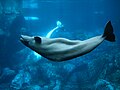 Beluga Whale, one of three