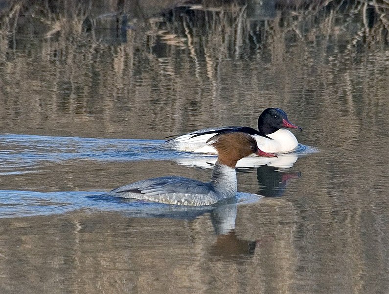 File:Gaensesaeger.jpg