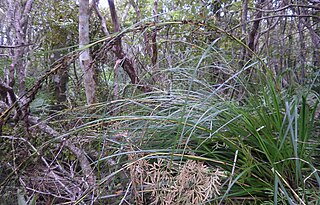 <i>Gahnia setifolia</i> Species of grass-like plant