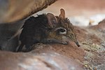 Thumbnail for Rufous elephant shrew