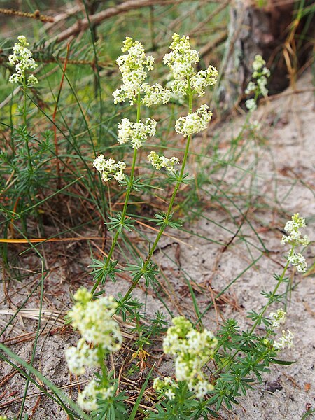 File:Galium album Przytulia biała 2020-06-29 04.jpg