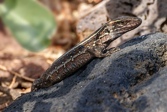 Gallotia galloti palmae (female)