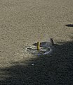 Le jeu de la galoche bigoudène à Lesconil (un palet vient de heurter le sol)