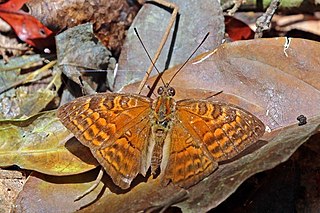 <i>Euriphene gambiae</i> Species of butterfly