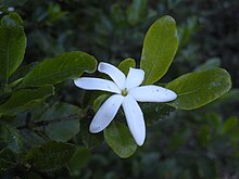 Gardenia psidioides flower.jpg