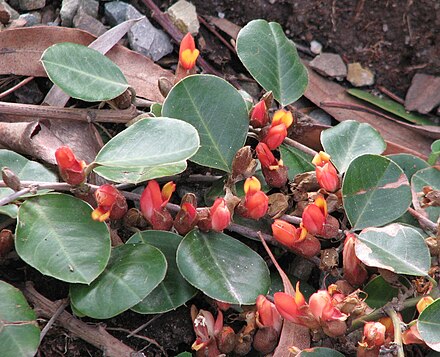 Gastrolobium minus, a prostrate shrub native to Western Australia, popular in horticulture