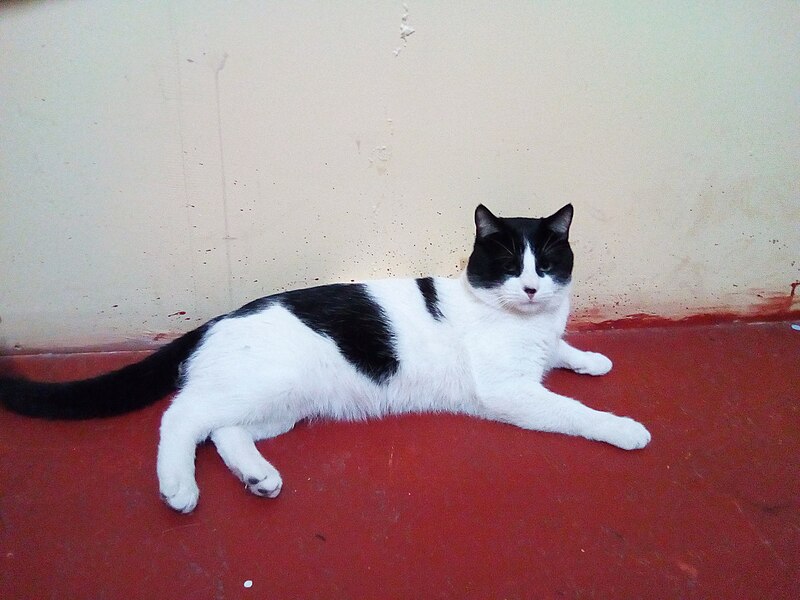 File:Gato bicolor.jpg