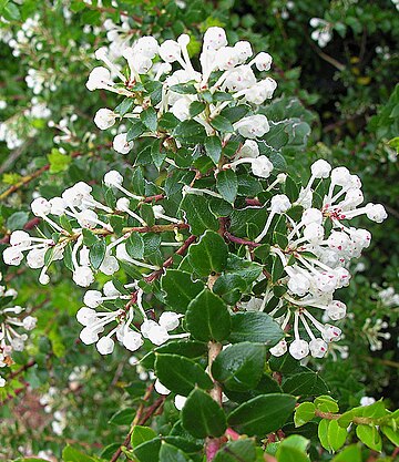 Gaultheria insana