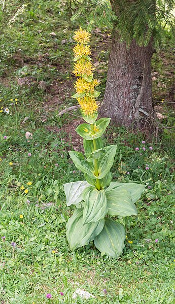 File:Gentiana lutea in Chablais (13).jpg