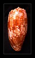 Concha de Conus geographus Linnaeus, 1758, encontrada em águas rasas do Indo-Pacífico[1] e sendo a espécie mais associada a mortes humanas por envenenamento.[4]