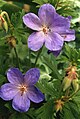 Geranium himalayense