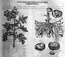 A gravura mostra à esquerda um caule vertical com folhas e flores e à direita, para além de algumas batatas em close-up, a raiz com os tubérculos.