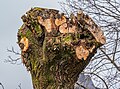 * Nomination Partially cut tree in Hof, Germany. --PantheraLeo1359531 18:53, 17 March 2024 (UTC) * Promotion  Support Good quality. --Velvet 08:43, 18 March 2024 (UTC)