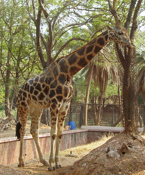 File:Giraffa camelopardalis 16082012 (1).JPG