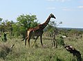 Kap-Giraffe (Giraffa giraffa giraffa)