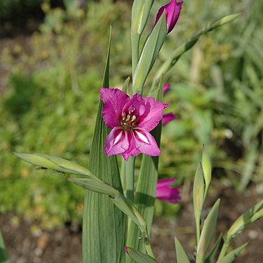 Gladiolus imbricatus1000.jpg