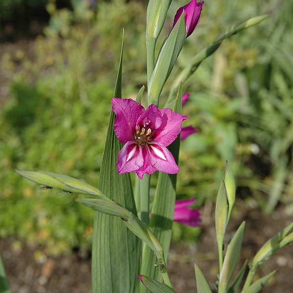 File:Gladiolus imbricatus1000.jpg