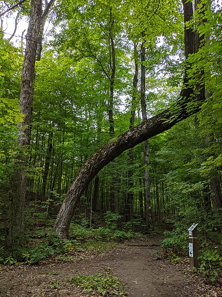 File:Glen Major Trail in East Duffins Headwaters - 09.jpg