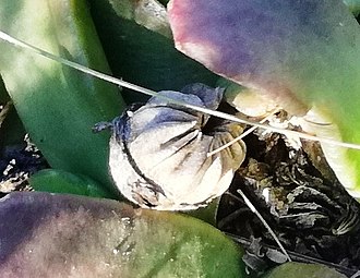 Closed G.depressum seed-capsule. The valves form a high, raised dome. The capsule's rim is low and depressed. Glottiphyllum depressum capsule detail - Bonnievale - Copy.jpg