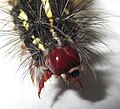 Close-up of the red caterpillar head.