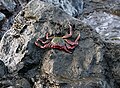 * Nomination The crab Grapsus adscensionis in Puerto de la Cruz, Tenerife. --Cayambe 17:32, 19 December 2023 (UTC) * Promotion  Support Good quality. --Ermell 19:53, 19 December 2023 (UTC)