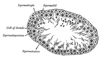 Cross-section of a seminiferous tubule of the testis of a rat (250x) Gray1150.png