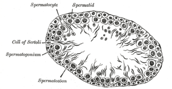 Cross section of the epithelium of a seminiferous tubule showing various stages of spermatocyte development Gray1150.png
