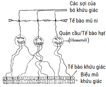 Hệ Khứu Giác: Tầm quan trọng của khứu giác đối với động vật có vú, Cơ quan khứu giác, Cảm thụ thông tin khứu giác