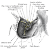 Anatomia Da Unha Pdf Printer