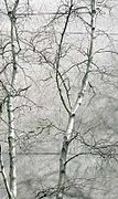 Gray birch against gray sky.jpg