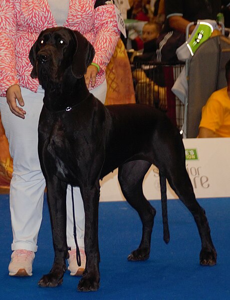 File:Greatdanedogge-black.jpg